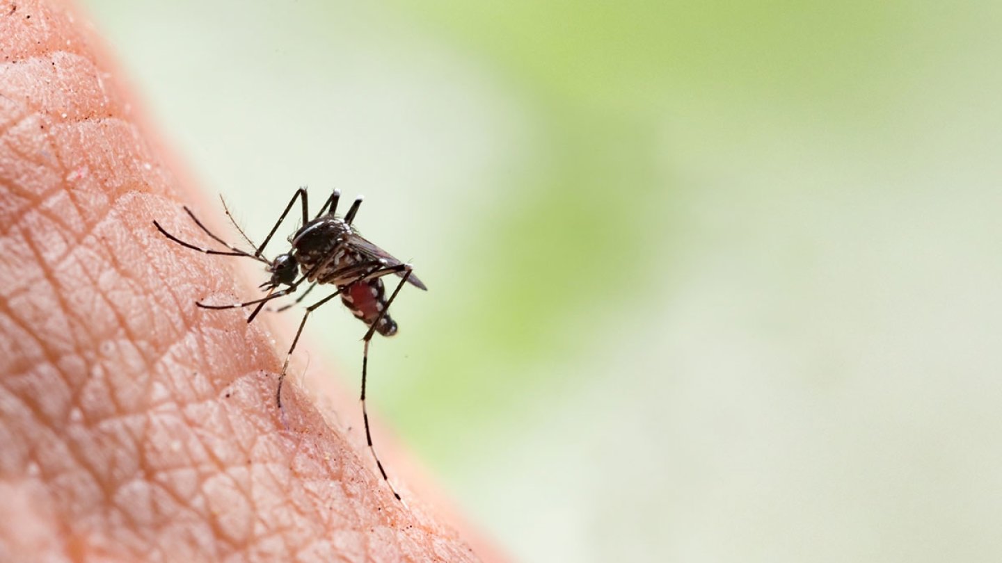 Maladies autrefois moustique tigre zika dengue climat
