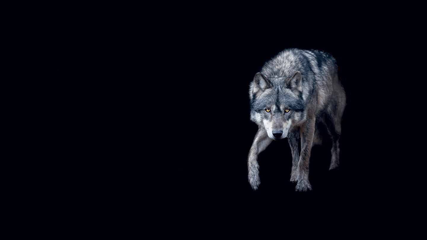 Loup peur origines mythologie et réalité