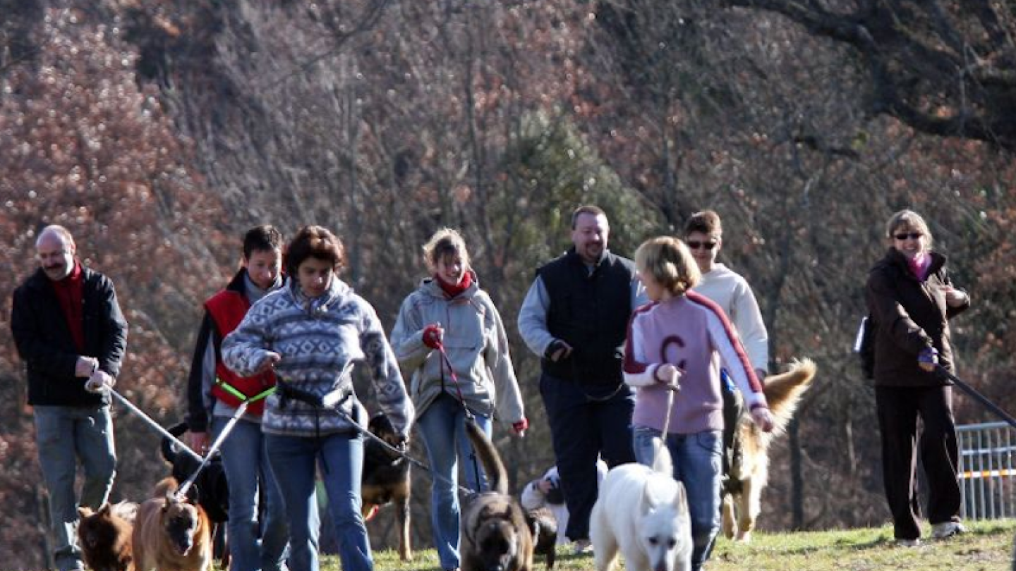 La cani-marche, une activité bienfaisante pour la santé