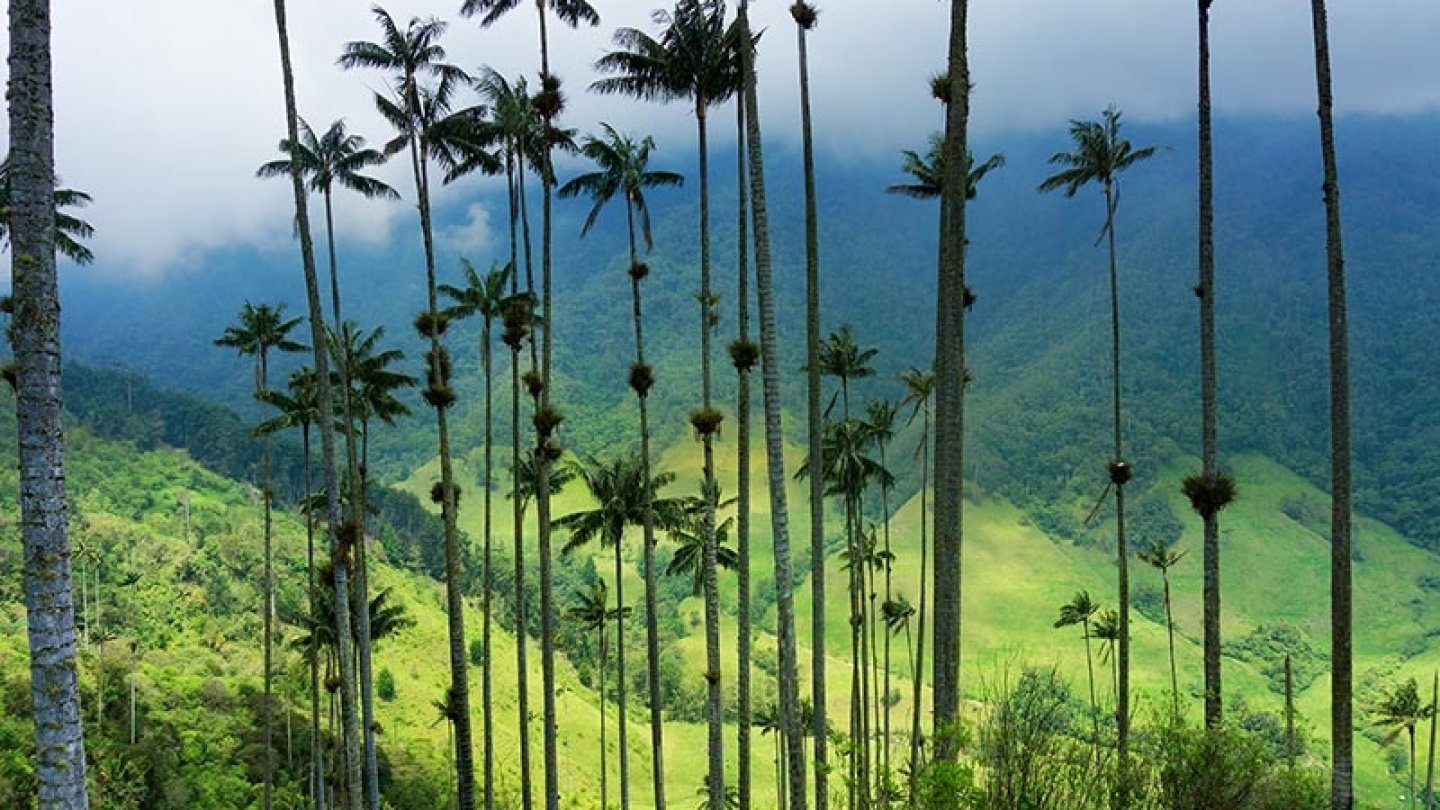 Cocora, la vallée aux  palmiers géants