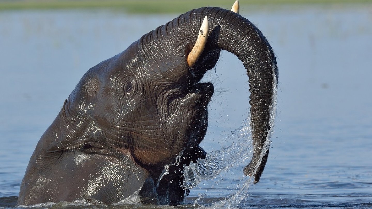éléphant du Botswana
