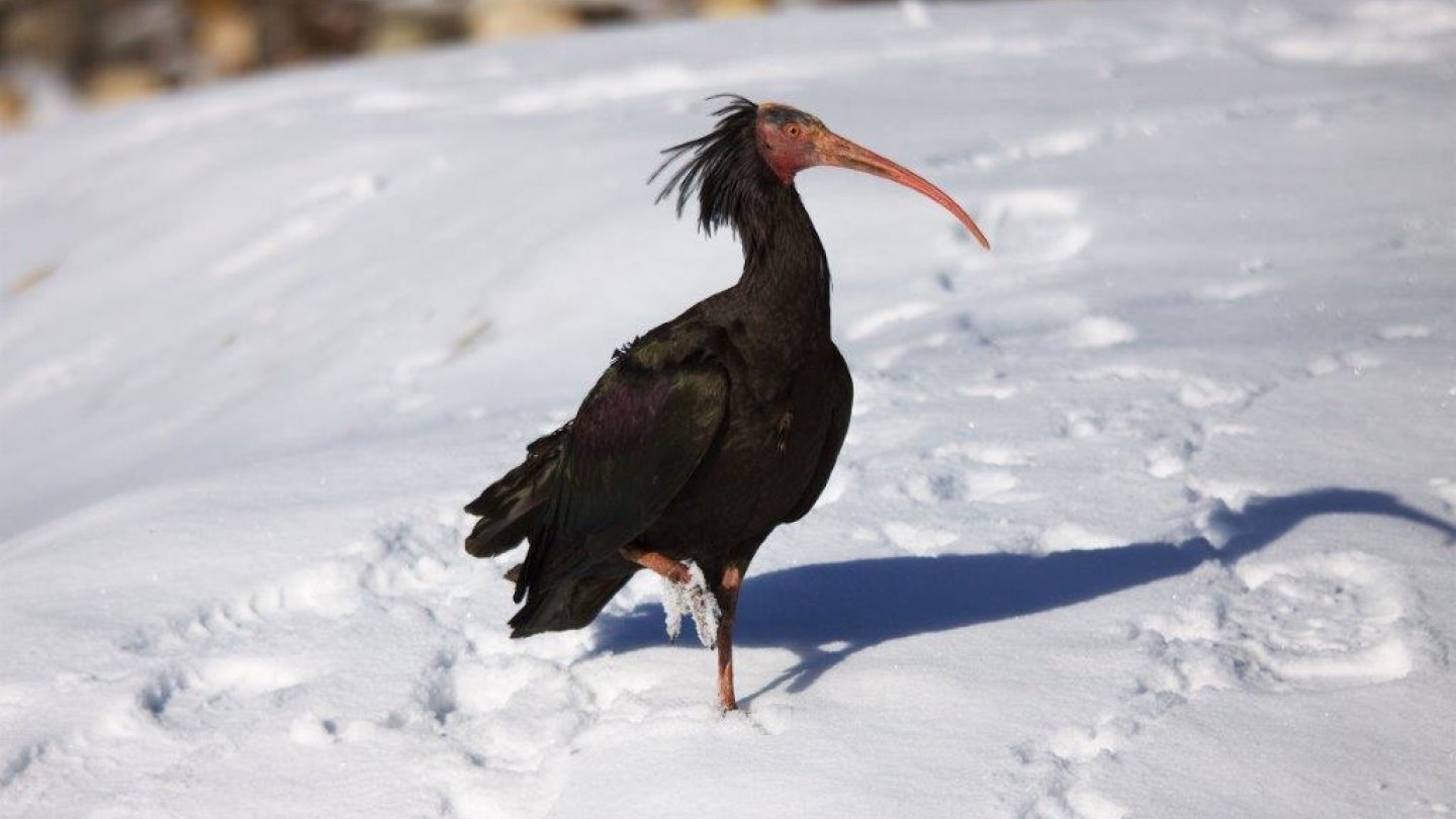 La Garenne participe au programme de réintroduction de l'ibis chauve