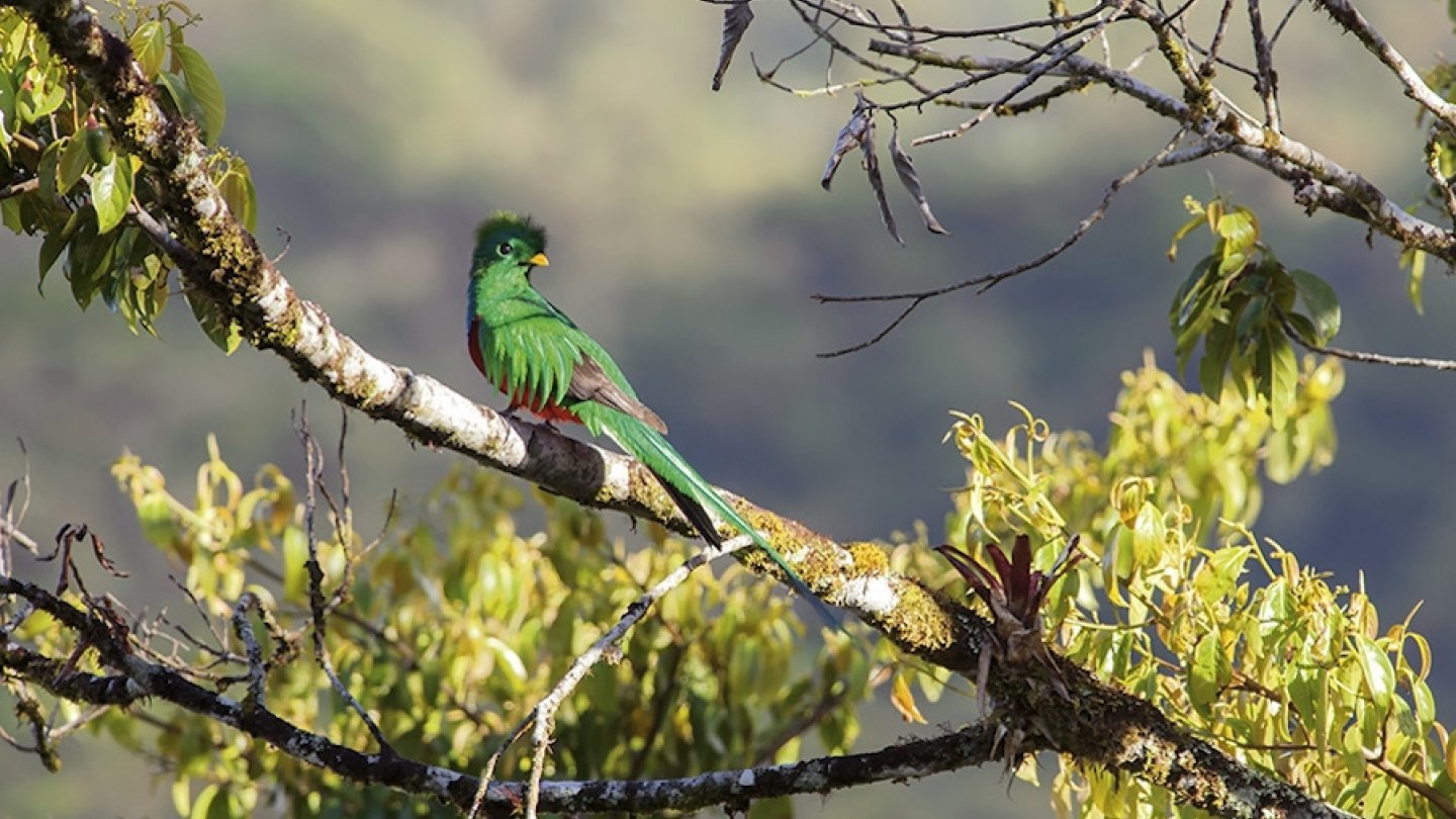 oiseau quetzal