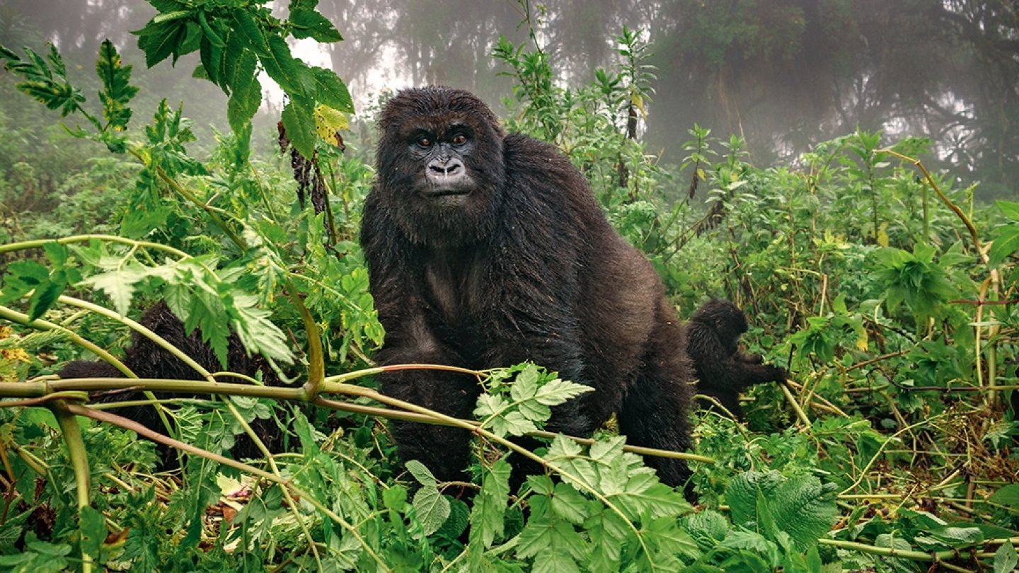 Gorille en Ouganda