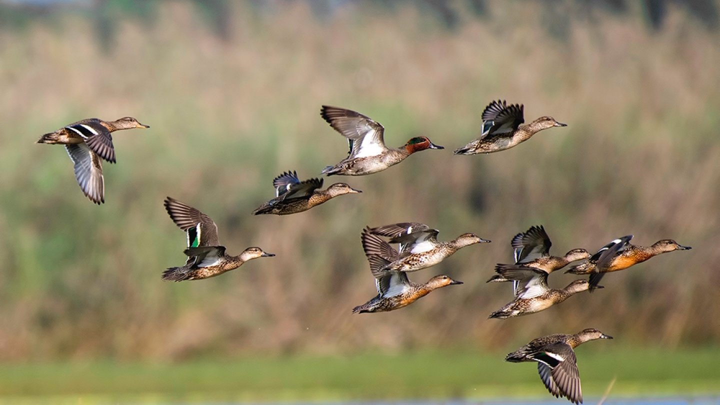 Migration : Et si vous alliez observer les oiseaux ?