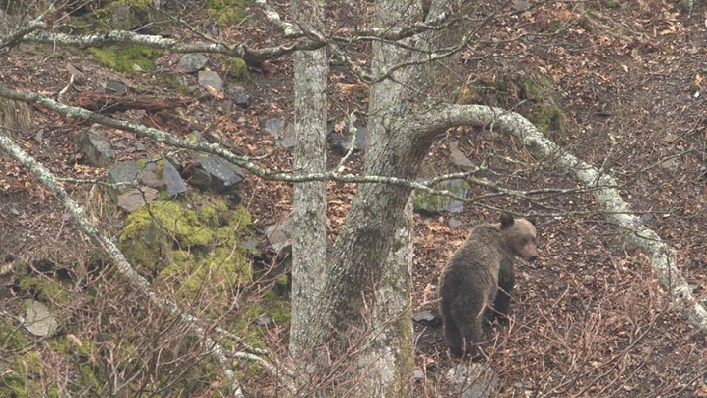 Un ours de retour en Galice