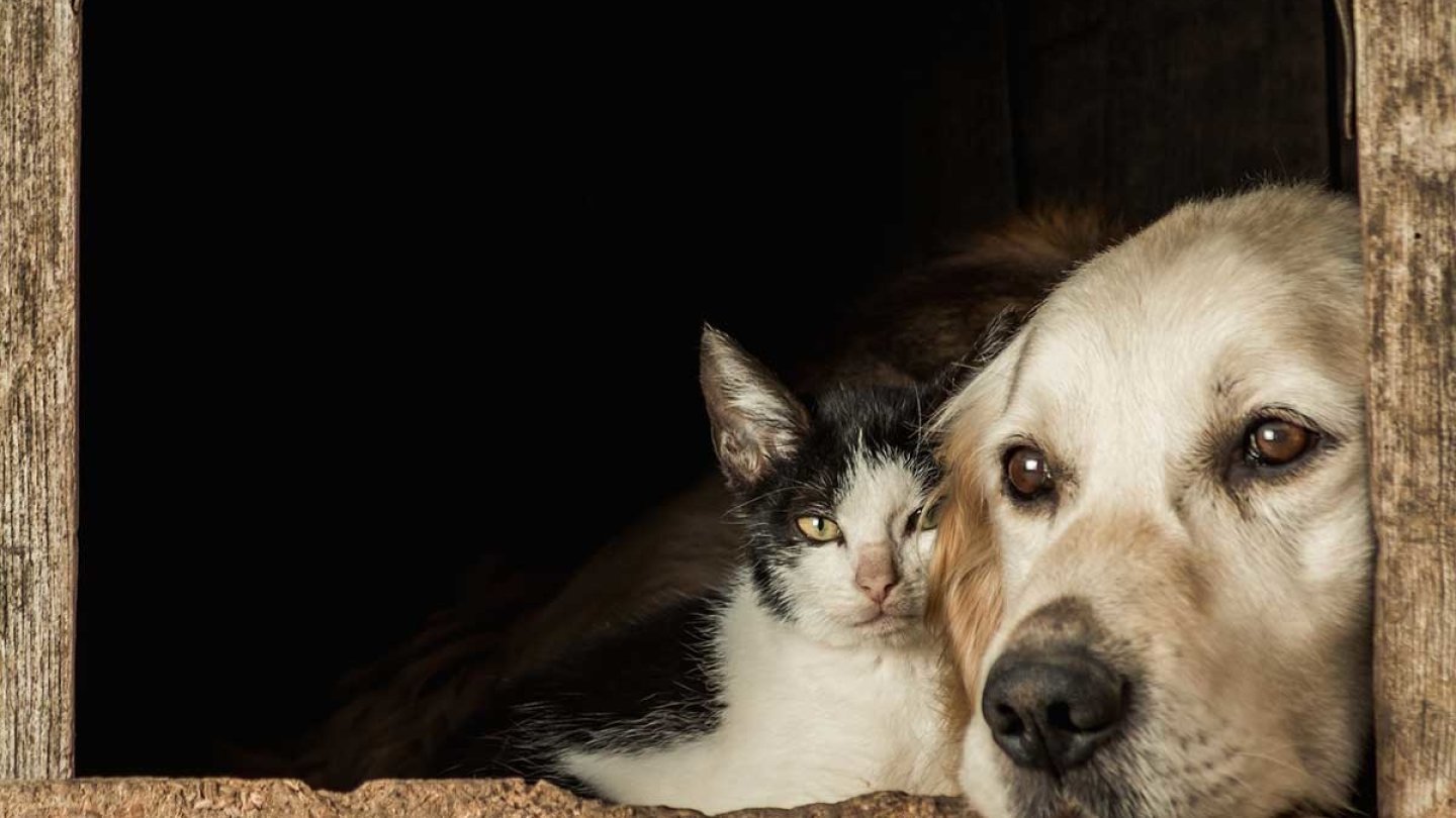 Ménagez les vétérinaires! animaux domestiques chien chat