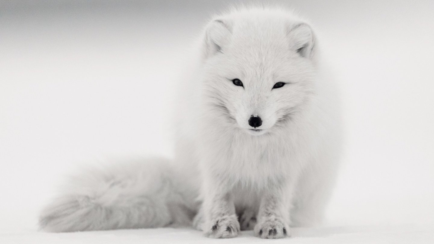 Livre photos Fragile renard polaire David Rouge Svalbard