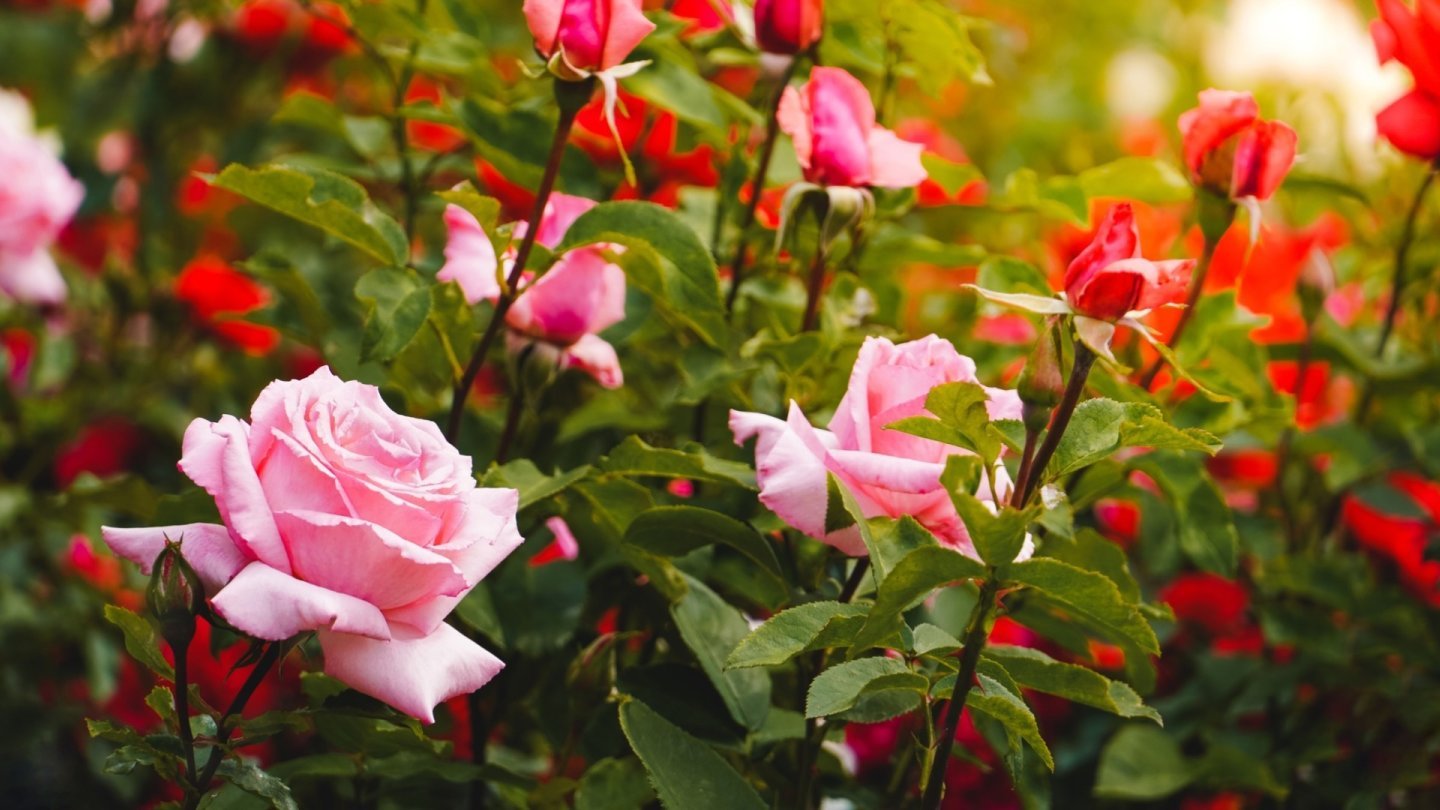 rose bouquet fleurs bien-être essence